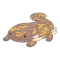 カクレサンショウ